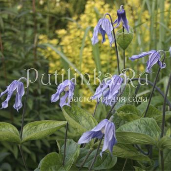 Клематис цельнолистный (Clematis integrifolia)