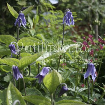 Клематис цельнолистный (Clematis integrifolia)