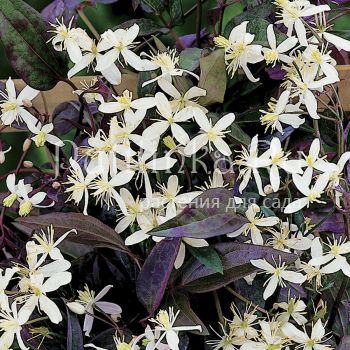 Клематис прямой пурпурный (Clematis recta purperea)