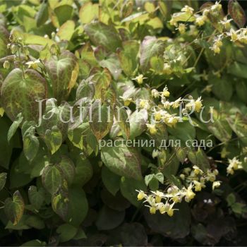 Горянка разноцветная Sulphureum (Epimedium x versicolor Sulphureum)