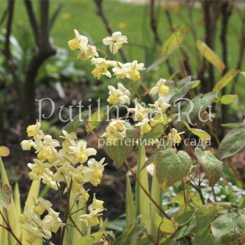 Горянка разноцветная Sulphureum (Epimedium x versicolor Sulphureum)