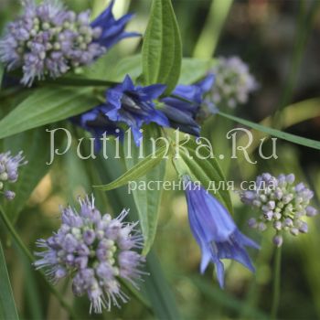 Горечавка ластовневая (Gentiana asclepiadea)