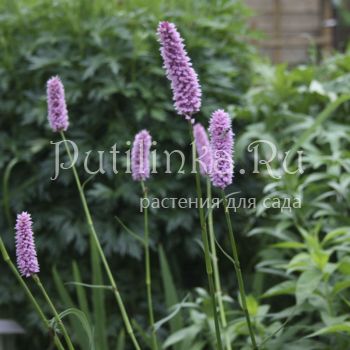 Горец змеиный Hohe Tatra (Persicaria bistorta Hohe Tatra)