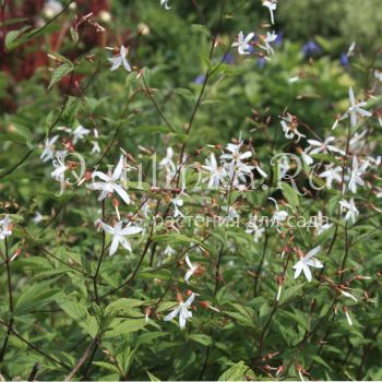 Гилления трехлистная (Gillenia trifoliata)