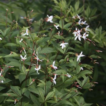 Гилления трехлистная (Gillenia trifoliata)