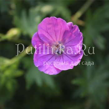 Герань пепельная Rothbury Gem (Geranium cinereum Rothbury Gem)