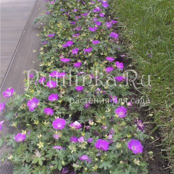 Герань пепельная Rothbury Gem (Geranium cinereum Rothbury Gem)