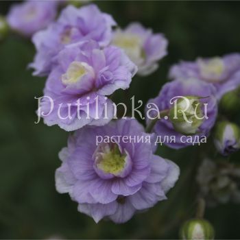 Герань луговая Summer Skies (Geranium pratense Summer Skies)