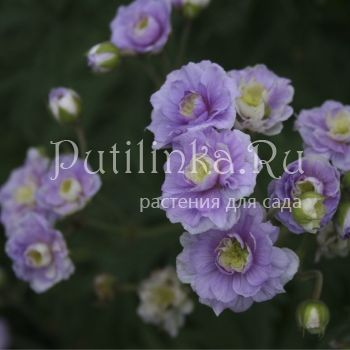 Герань луговая Summer Skies (Geranium pratense Summer Skies)