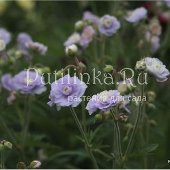 Герань луговая Summer Skies (Geranium pratense Summer Skies)