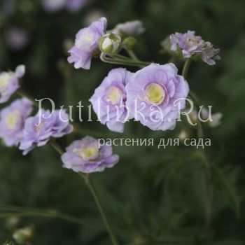 Герань луговая Summer Skies (Geranium pratense Summer Skies)