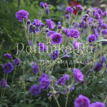 Герань луговая Plenum Violaceum (Geranium pratense Plenum Violaceum)