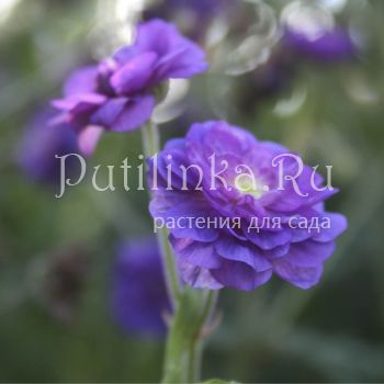 Герань луговая Plenum Violaceum (Geranium pratense Plenum Violaceum)