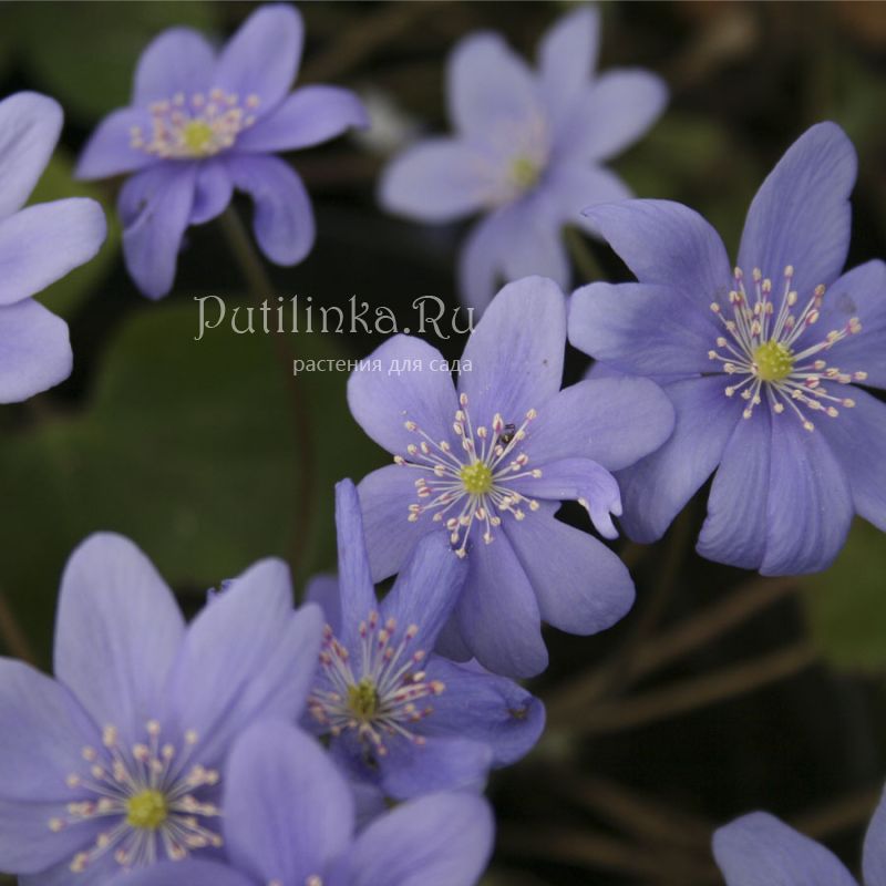 Печеночница благородная (hepatica Nobilis). Печёночница обыкновенная. Печеночница азиатская hepatica Asiatica. Печеночница благородная марка. Печеночница благородная красная книга