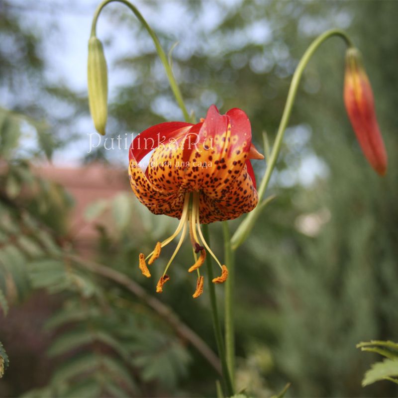 Лилия Pardalinum (Lilium Pardalinum)*