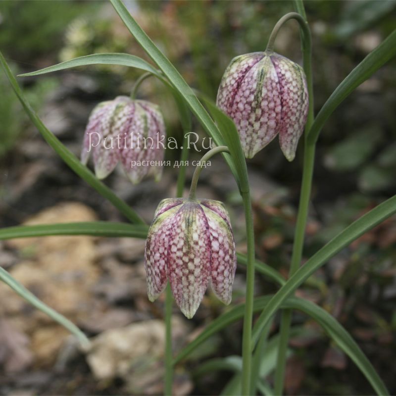 Рябчик шахматный (Fritillaria meleagris Pomona)