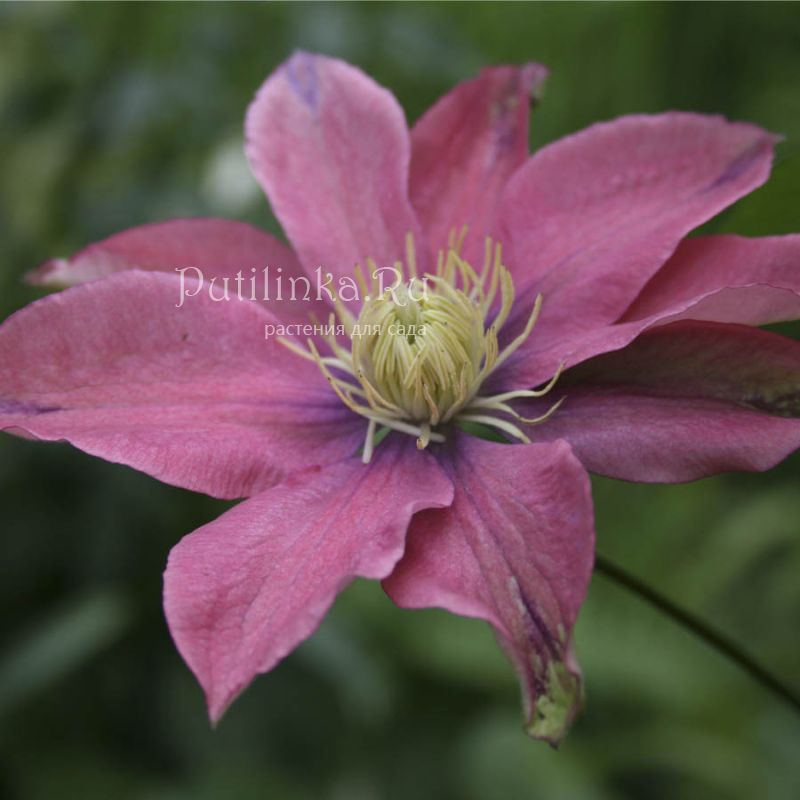 Клематис Little Mermaid (Clematis Little Mermaid)