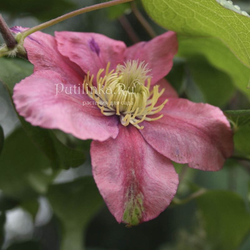 Клематис Little Mermaid (Clematis Little Mermaid)