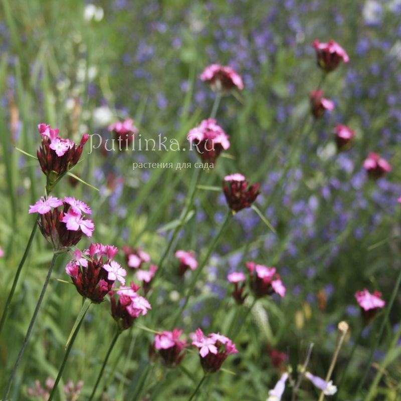 Гвоздика понтедерская (Dianthus pontederae)