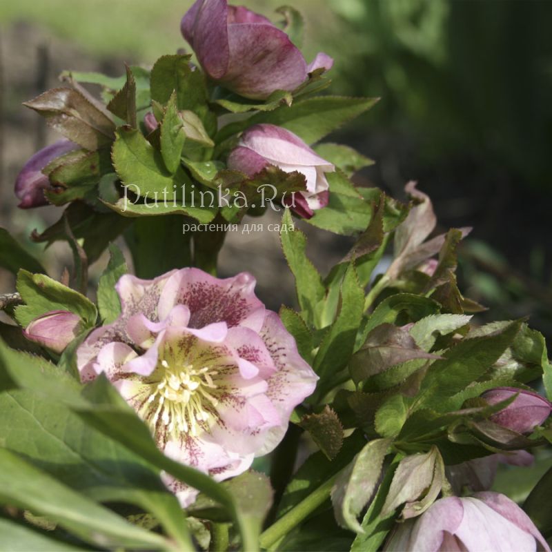 Дабл элен. Морозник Helleborus Double Pink. Helleborus orientalis Double Pink. Морозник Double Ellen Pink spotted. Helleborus Double Ellen Pink.