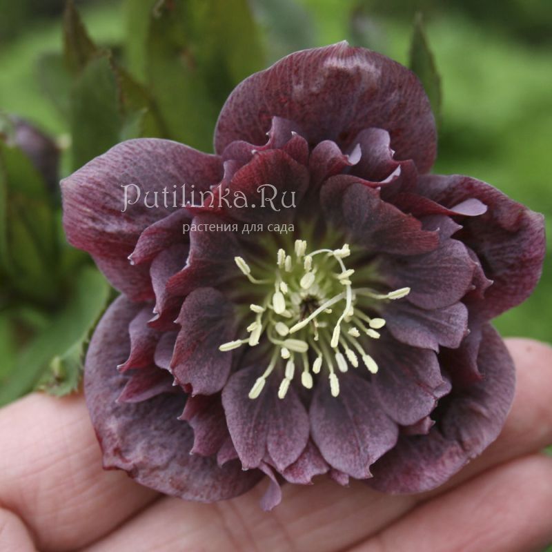 Дабл элен. Морозник orientalis ’Double Ellen Purple’. Морозник Восточный Double Ellen Purple. Морозник Восточный Helleborus orientalis Double Ellen Purple. Морозник Helleborus Double Ellen "Purple".