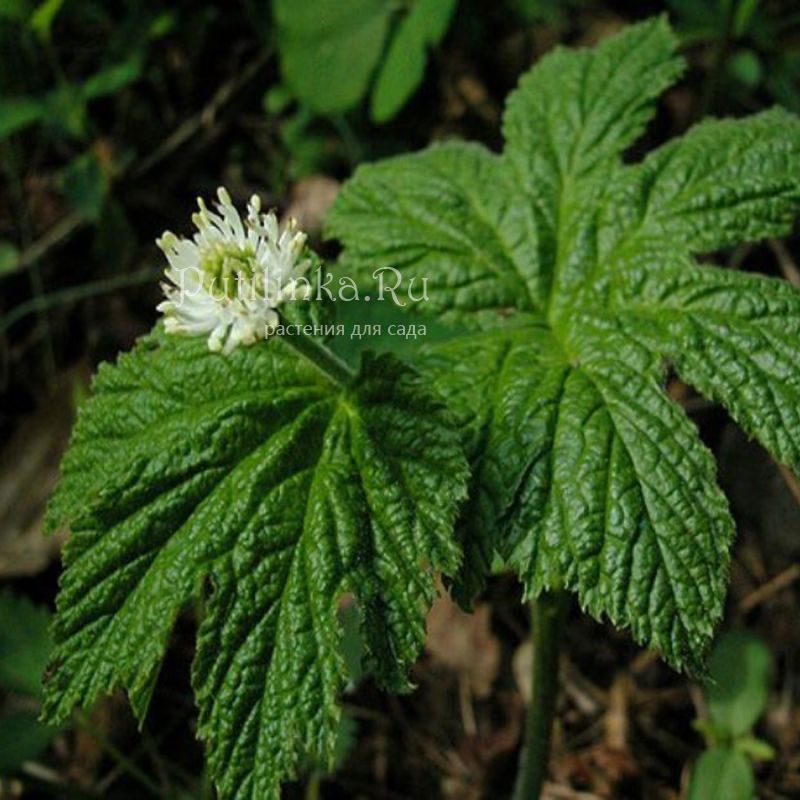 Гидрастис, желтоцвет канадский (Hydrastis canadensis)