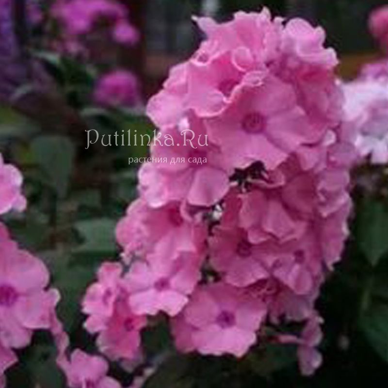 Флокс царица лебедь. Флокс царевна-лебедь. Флокс царевна. Флокс царевна. Флокс белая лебедь.