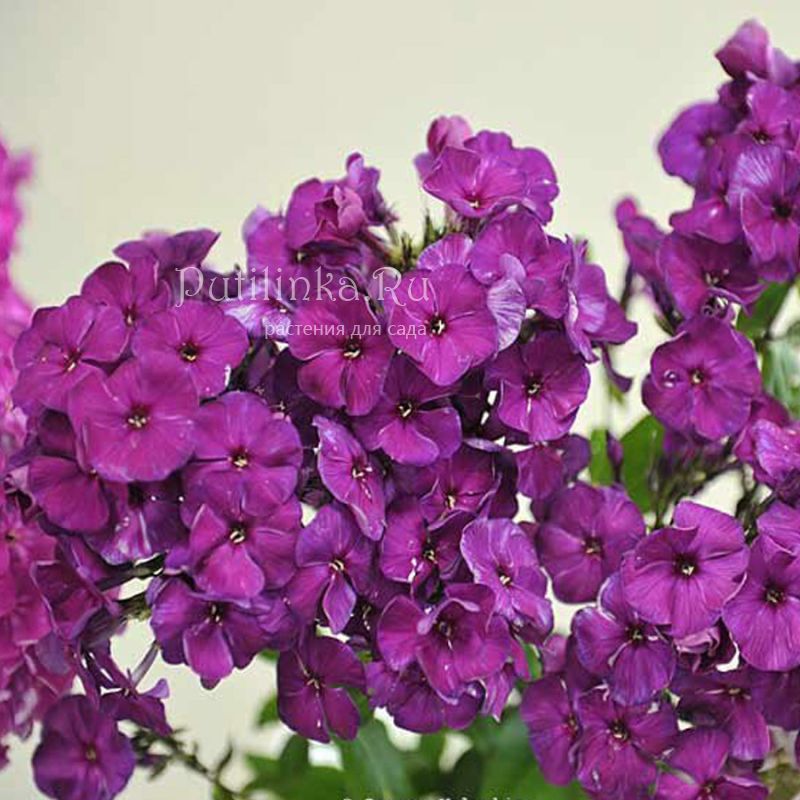 Флокс метельчатый Бордовый великан (Репрев Ю.А.)**