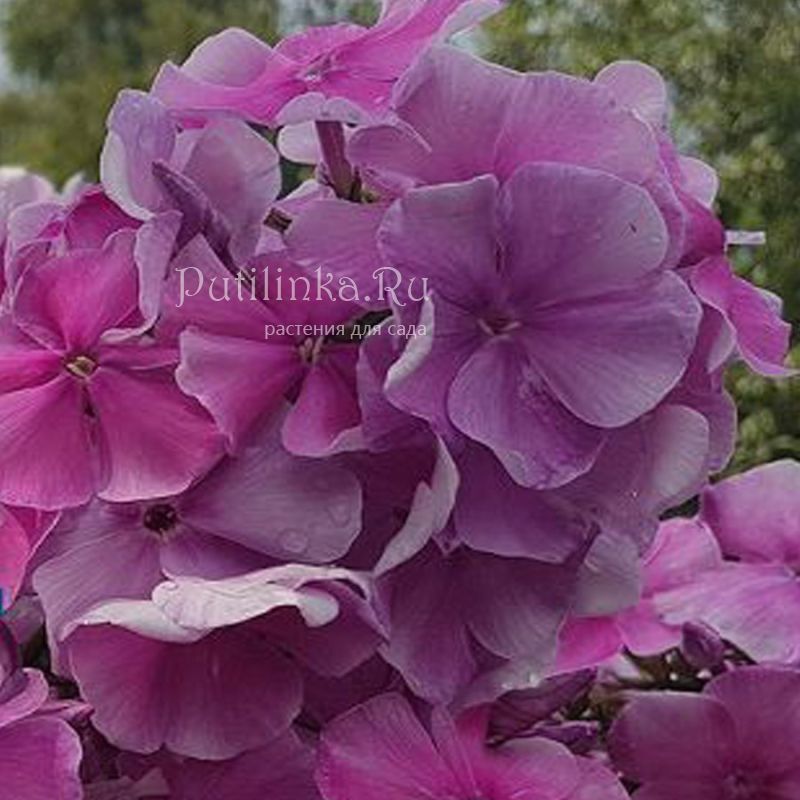 Флокс метельчатый Юленька (Репрев Ю.А.)**