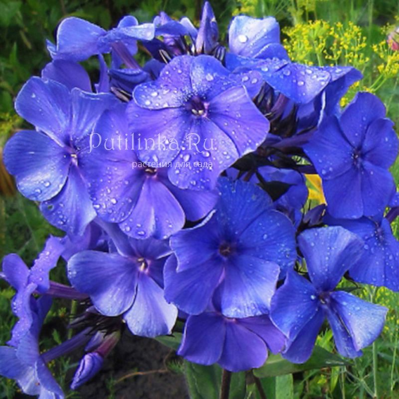 Флокс метельчатый Голубая лагуна (Константинова Н.Ю.)**