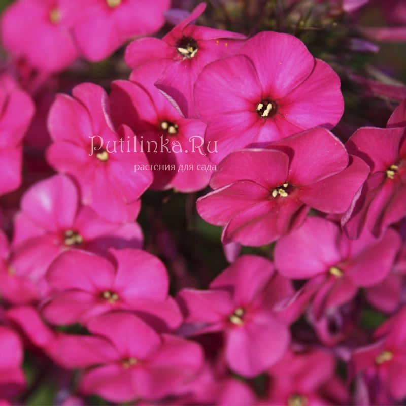 Флокс метельчатый (Phlox paniculata)