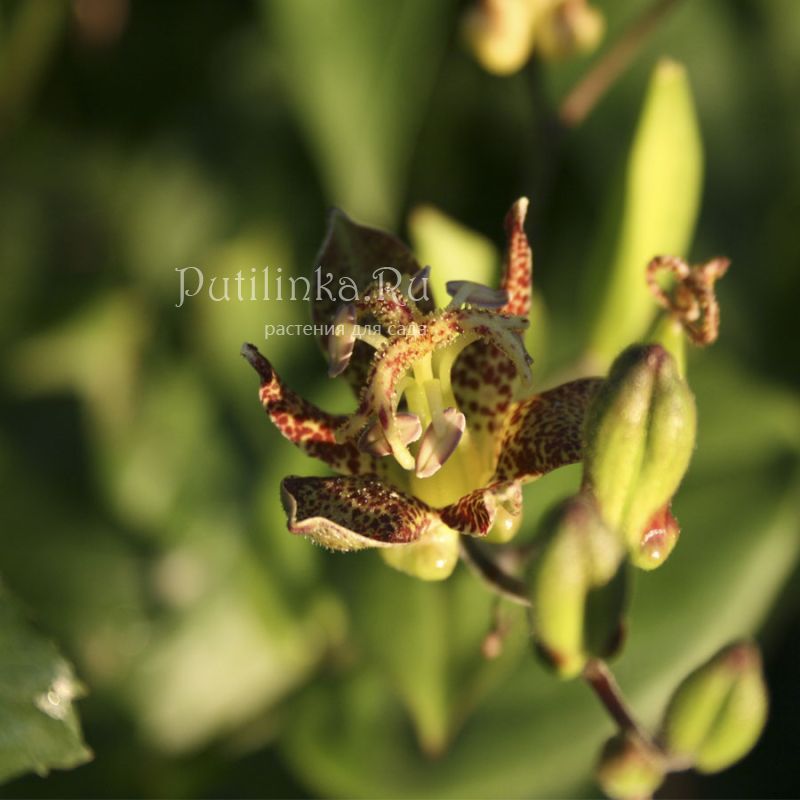 Трициртис (Tricyrtis puberula)