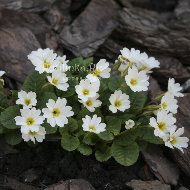 Примула юлии. Примула Юлии Primula juliae. Примула Юлии Sneeuwwitje. Примула Юлии белая. Примула Джулиана Sneeuwwitje.