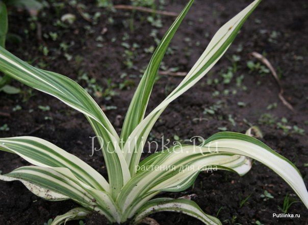 Лилейник Kwanso Variegata (Hemerocallis Kwanso Variegata)