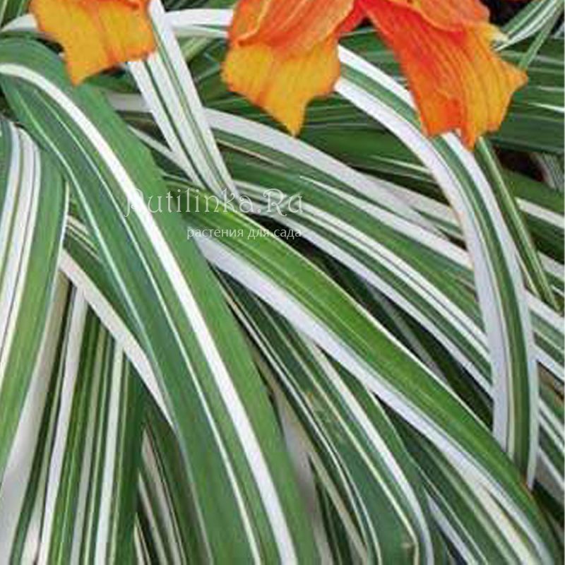 Лилейник Kwanso Variegata (Hemerocallis Kwanso Variegata)