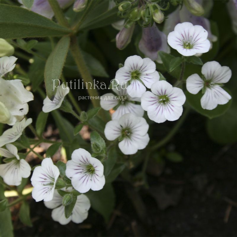 Гипсофила ясколковидная (Gypsophila cerastioides)