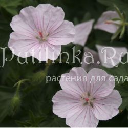 Герань кроваво-красная Compactum (Geranium sanguineum Compactum)