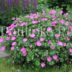 Герань кроваво-красная (Geranium sanguineum)