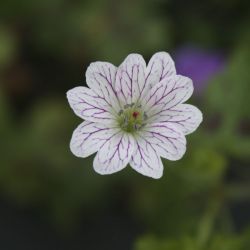 Герань изменчивая (Geranium versicolor)