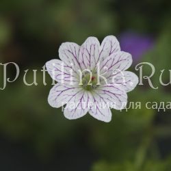 Герань изменчивая (Geranium versicolor)