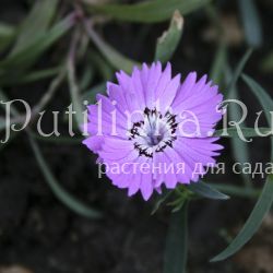 Гвоздика амурская (Dianthus amurensis)