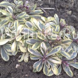 Арабис выбегающий Variegata (Arabis pro­currens Variegata)