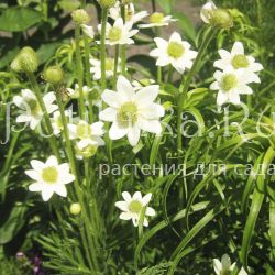 Анемона Лессера Alba (Anemone x lesserii Alba)