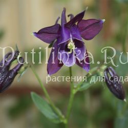 Аквилегия темножилковая (Aquilegia atrovinosa)