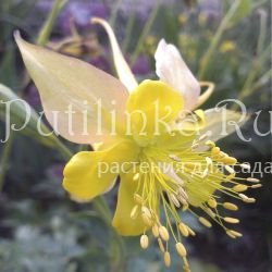 Аквилегия скинера (Aquilegia skinneri)