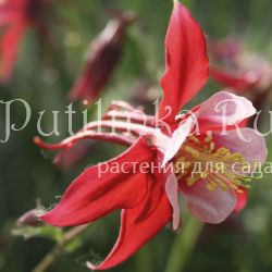 Аквилегия обыкновенная (Aquilegia vulgaris)