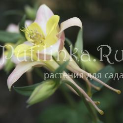 Аквилегия гибридная (Aquilegia X hybr)