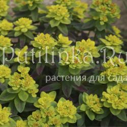 Молочай Bonfire (Euphorbia Bonfire)