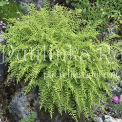 Вудсия ломкая (Woodsia fragilis)