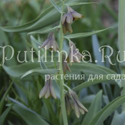 Рябчик (Fritillaria sewerzowii)